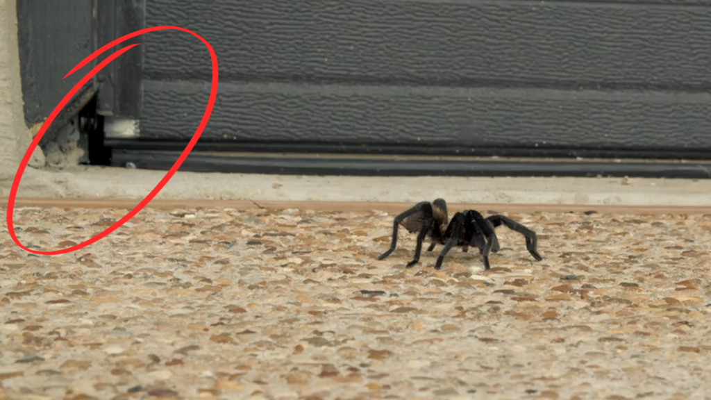 tarantula in the front of a garage with a red circle pointing the entry point for pests